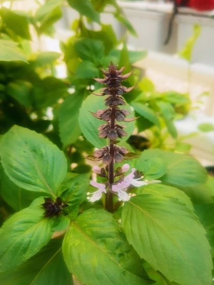 Leafy Greens & Fresh Herbs photo 18