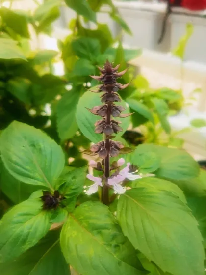 Another shot of a flowering basil plant, a sign of a healthy and mature herb garden.