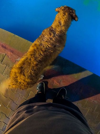 Therpup - Dog Training & Activities Pool Paw-ties & Swim Sessions photo 18