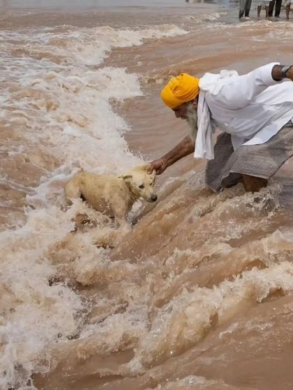 A gentle hand reaches out to a scared dog in the floodwaters. This single act of kindness shows the best of our country.