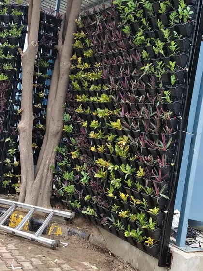 The wall is starting to come alive. Here, the newly installed plants are settling in, with a mix of green and purple foliage creating a beautiful contrast.