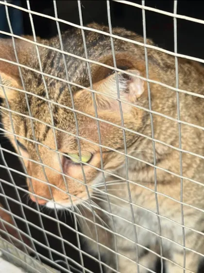 This handsome boy Puchka is safely contained and ready for his neutering appointment. I use humane traps to ensure the cats are secure and experience minimal stress during the trapping process. It's the first crucial step in our trap neuter return mission.