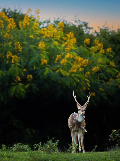 A Spotted Deer stands before a backdrop of invasive Senna Spectabilis flowers in Bandipur. While picturesque, this image also tells a subtle conservation story about the threat of invasive species.
