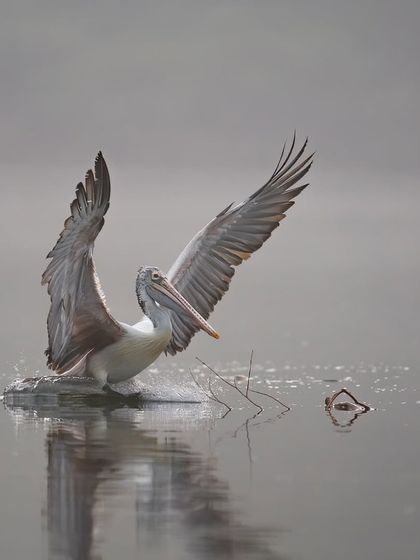 With wings spread wide, a pelican prepares for landing. The misty mornings at this sanctuary provide beautiful, soft light for photography.