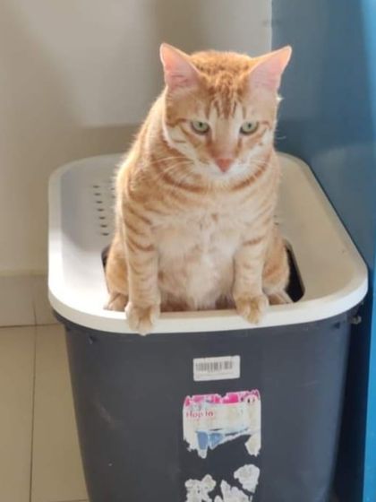 Sammy's Nest - Home Boarding for Small Pets Our Cat-Proof Home: Play & Rest photo 11