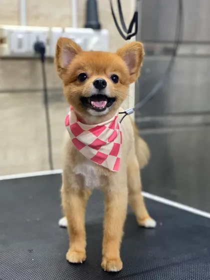 A perfect pose from a happy customer. I love capturing their personalities after they've been pampered.