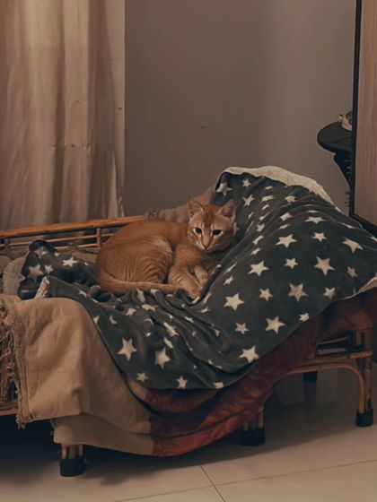 Here are more of the lovely cats I've had the pleasure of sitting. Each one has a unique personality, and I tailor my care to make them feel comfortable, from playful kittens to serene seniors.