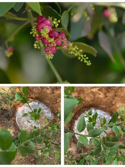 The Khari Jaal (Salvadora persica) is a hardy native tree. Its berries nourish birds and its twigs have been used for centuries as natural toothbrushes. We planted 1000 of these keystone species at Aravali Forest.