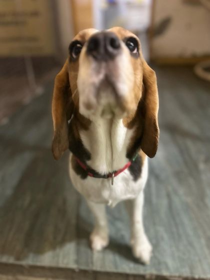 An expressive shot of a Beagle looking up, perhaps waiting for a treat or a loving pat.