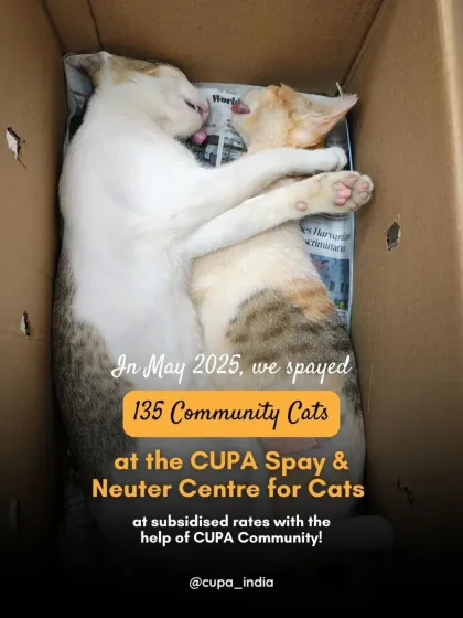 Cupa - Spay/Neuter & Animal Birth Control Our Cat Sterilization Program (TNR) photo 9