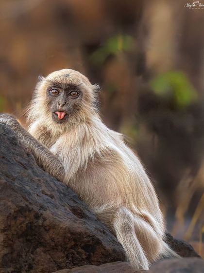 You don't always need a fierce animal for a great shot. This monkey, with a catchlight in its eye and a funny expression, makes for an excellent and engaging frame. It's about capturing the moment.