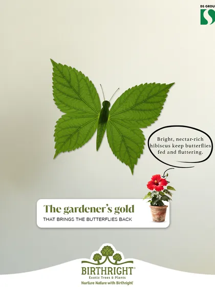 A single plant can be a lifeline for the wild. Bright, nectar-rich flowers like hibiscus provide essential food for butterflies, supporting the delicate ecosystems around us. We believe that by adding green to your home, you're also helping nature thrive.