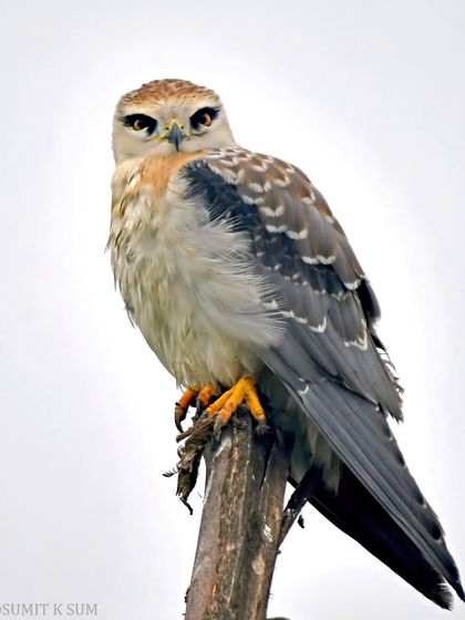 Another angle of the young Black-winged Kite. Its sharp talons grip the perch, a reminder of the powerful tools it will use to hunt.