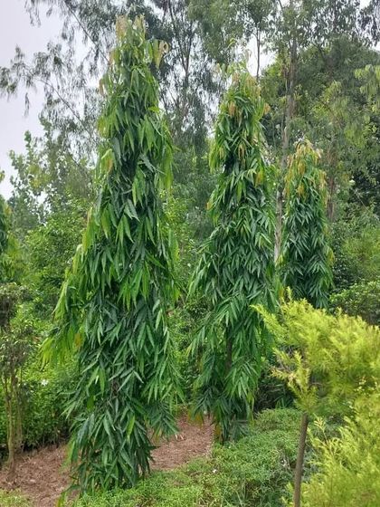 Statement Bonsai & Large Trees photo 14