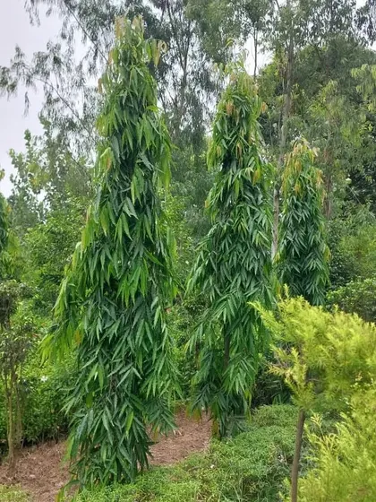 These are Ashok Pendola trees, also known as False Ashoka. Their tall, slender shape makes them excellent for creating natural screens or lining pathways.