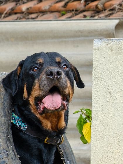 Another shot of Jag, triumphant with his tire.