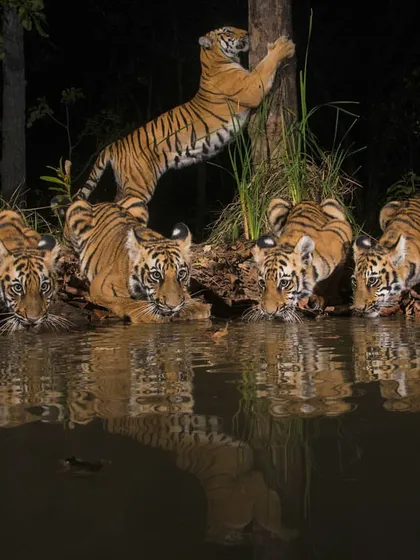 In a rare nocturnal scene captured with a camera trap, a tigress watches over her four cubs as they drink from a forest pool. One cub playfully sharpens its claws on a tree, an intimate family moment that reveals the hidden lives of these apex predators.