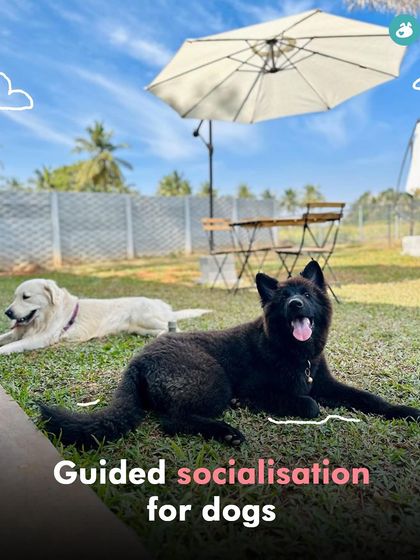 The Pack - Pet-Friendly Adventures & Meetups Pool Days & Swimming Camps photo 7