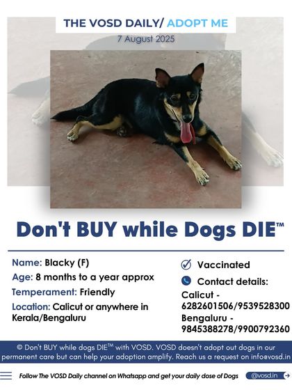 Blacky, an 8-month-old friendly dog, is looking for a family in Kerala or Bengaluru. Our service helps bridge the distance, connecting dogs with loving homes regardless of geography.