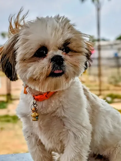 This is the result of our pampering. A fresh haircut, clean coat, and a happy expression say it all. We specialize in breed-specific trims, like this one for a Shih Tzu, ensuring they look great and feel comfortable.