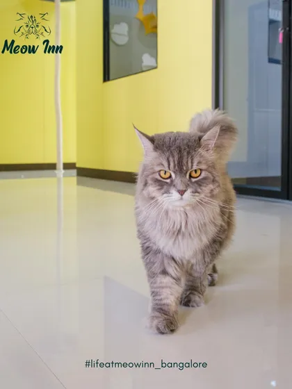 Confidence looks good on a cat. This majestic guest is strolling through our open-plan facility, completely at ease and owning the space. This is the stress-free environment I promise for every visitor.