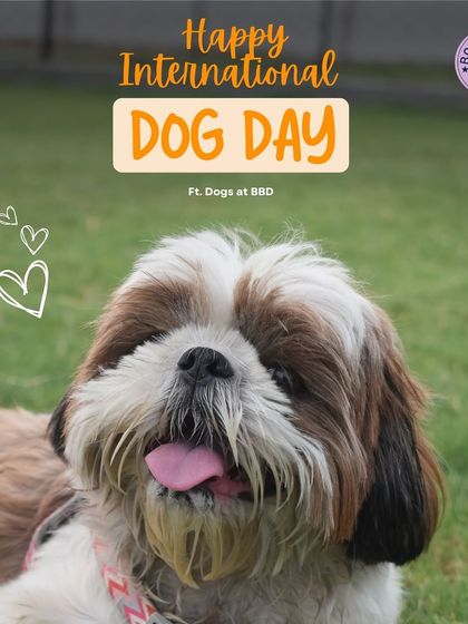 A fluffy Shih Tzu enjoying the day on our lawn, featured in our International Dog Day post. We love celebrating our guests.