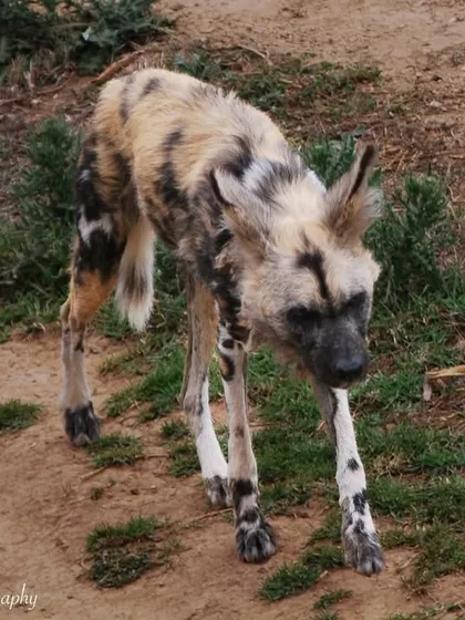 An endangered African Wild Dog, photographed in Africa. Their unique, painted coat patterns and large ears make them one of the most visually stunning predators. This photo supports conservation awareness for this incredible species.