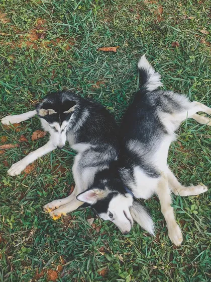 After a good training and play session, it's time to chill. Harry and Daisy, two Husky pups, relax together on the grass, showing how proper exercise leads to calm behavior.