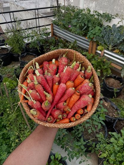 A full basket of red carrots from my terrace. The deep color and sweet taste are so much better than what you find in the market. This is the benefit of growing your own organic food.