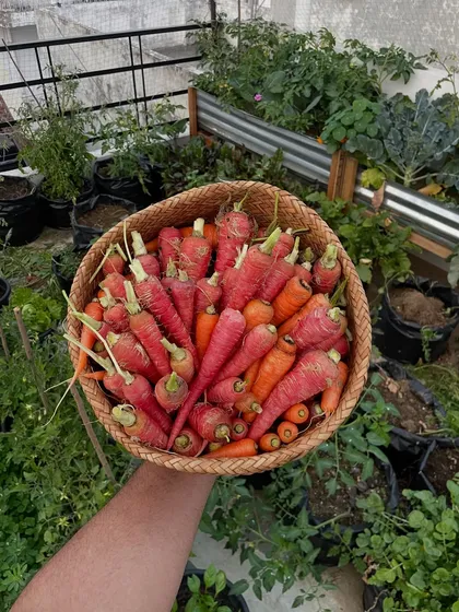 A full basket of red carrots from my terrace. The deep color and sweet taste are so much better than what you find in the market. This is the benefit of growing your own organic food.