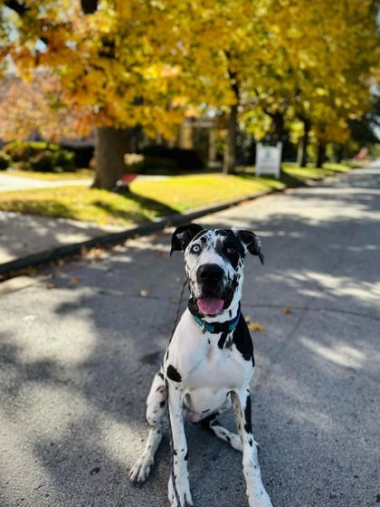 Tulsa Dog Trainer - Immersive Board & Train Programs Board & Train Graduates photo 94