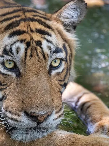T19, also known as Krishna, cooling off. The detail in the eyes and the water droplets showcases the quality of images we can achieve with the right gear and technique.