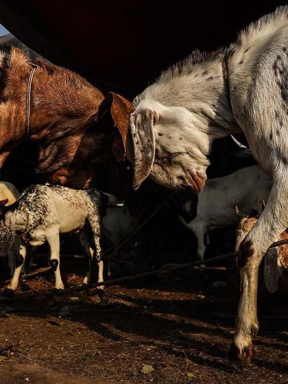 Goats lock horns at the Bakra Mandi near Jama Masjid in Old Delhi, a market bustling with activity before the festival of Eid al-Adha.