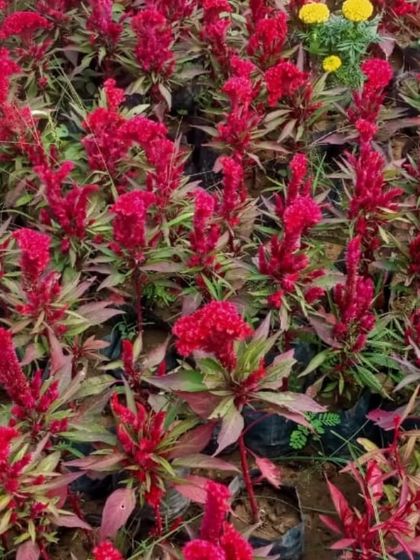 A bed of vibrant red Celosia, also known as cockscomb. Their unique, feathery plumes add interesting texture and long-lasting color to any garden.