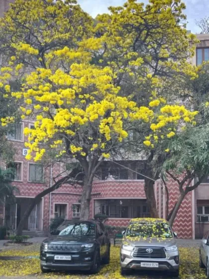 Another angle of the spectacular yellow-flowering Tabebuia tree, showing how a single, well-placed tree can transform an entire streetscape and add immense value and beauty.