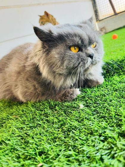 Fluffy Paws Pet Resort - Pet Boarding & Daycare The Cattery: A Dog-Free Sanctuary photo 15