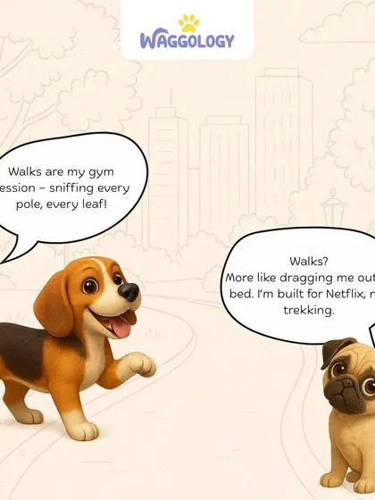 Every dog has a different idea of a good time. For some, walks are a gym session. For others, they're an interruption to a perfectly good nap.