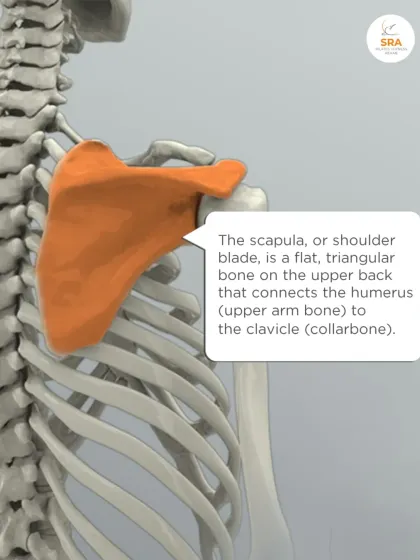 The scapula, or shoulder blade, is a flat triangular bone that connects your upper arm to your collarbone, playing a key role in shoulder movement.