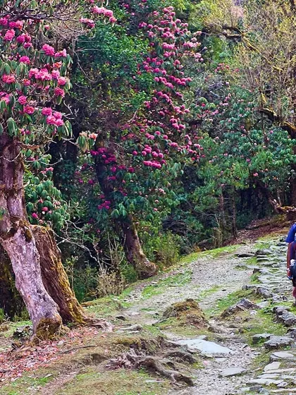 Trekking through a forest of blooming Rhododendrons on the way to Sandakphu. I schedule these treks in April and May specifically for trekkers to witness this vibrant floral display.