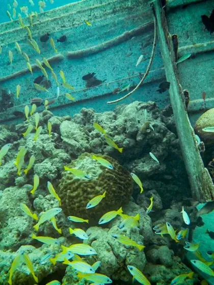 Sunken ships quickly transform into thriving artificial reefs. This wreck at Gaafaru is now home to a bustling community of yellow snapper, demonstrating how nature reclaims these structures. Exploring these sites offers a dual lesson in history and marine biology.