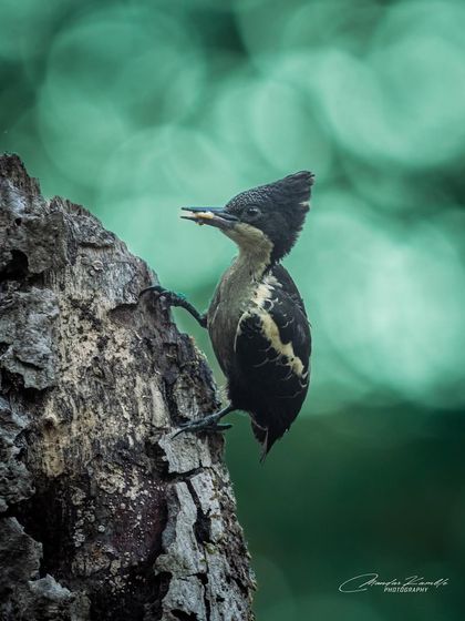 Birds in Action photo 17