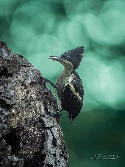 Another view of the Heart-spotted Woodpecker, this time with a beautiful bokeh background that makes the subject stand out.