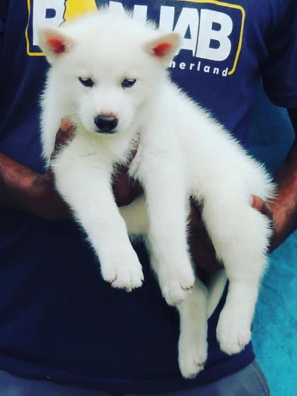 A rare find, this is a snow-white female Siberian Husky puppy. She is absolutely beautiful with a pristine coat and is ready to go to a special home.