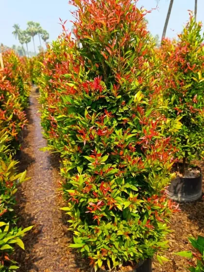 A row of Syzygium 'Photinia' shrubs, showcasing their vibrant red new growth. These are excellent for creating colorful hedges and privacy screens.