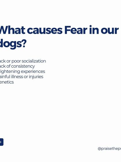 What causes fear in dogs? It can be a combination of factors, including genetics, lack of proper socialization, frightening experiences, or painful illnesses or injuries.