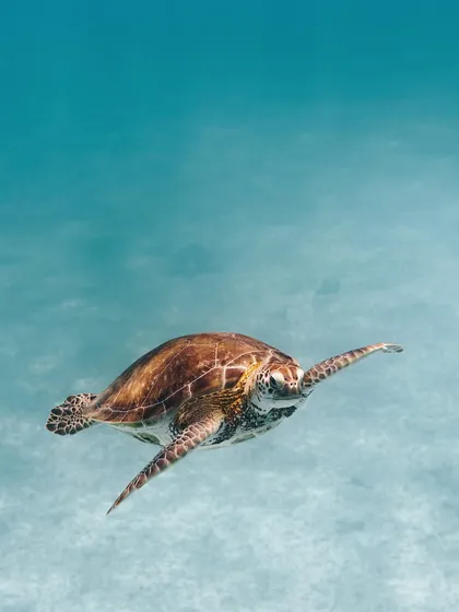 A green sea turtle glides through the clear waters of Aruba. Capturing wildlife requires patience and respect for their environment, something I prioritize on every dive.