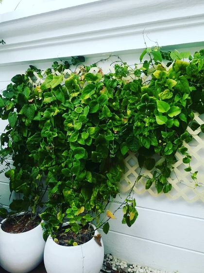 Natura - Vertical Garden & Living Wall Installation Residential Sanctuaries photo 4