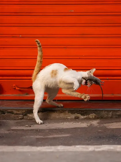With the mouse firmly in its mouth, the cat stands triumphantly. This shot captures the successful conclusion of the hunt, a raw moment of urban survival.