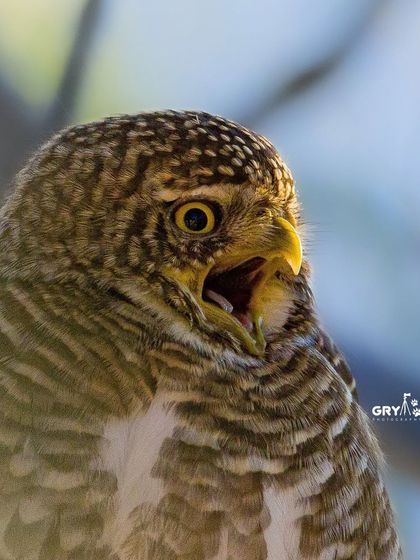 A Collared Owlet lets out a call. This image captures a moment of communication, showcasing the bird's behavior and personality.
