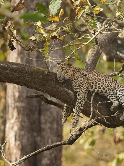 The definition of cat-like grace. A leopard drapes itself effortlessly over a tree branch, finding a comfortable resting spot high above the ground.